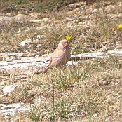 Trumpeter Finch  "Bucanetes githagineus"